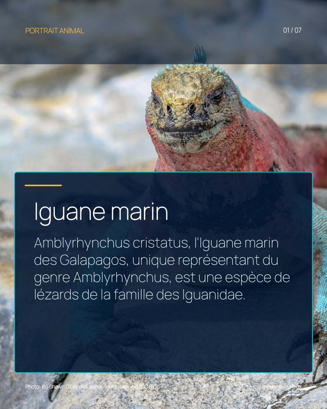 Iguane marin