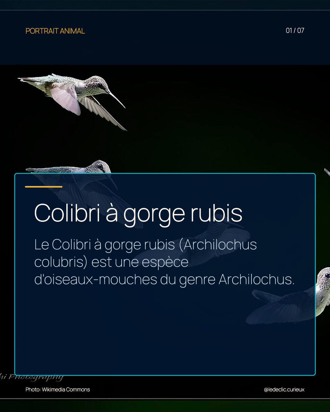 Colibri à gorge rubis