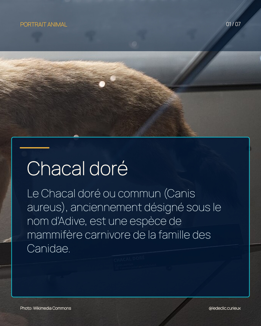 Chacal doré