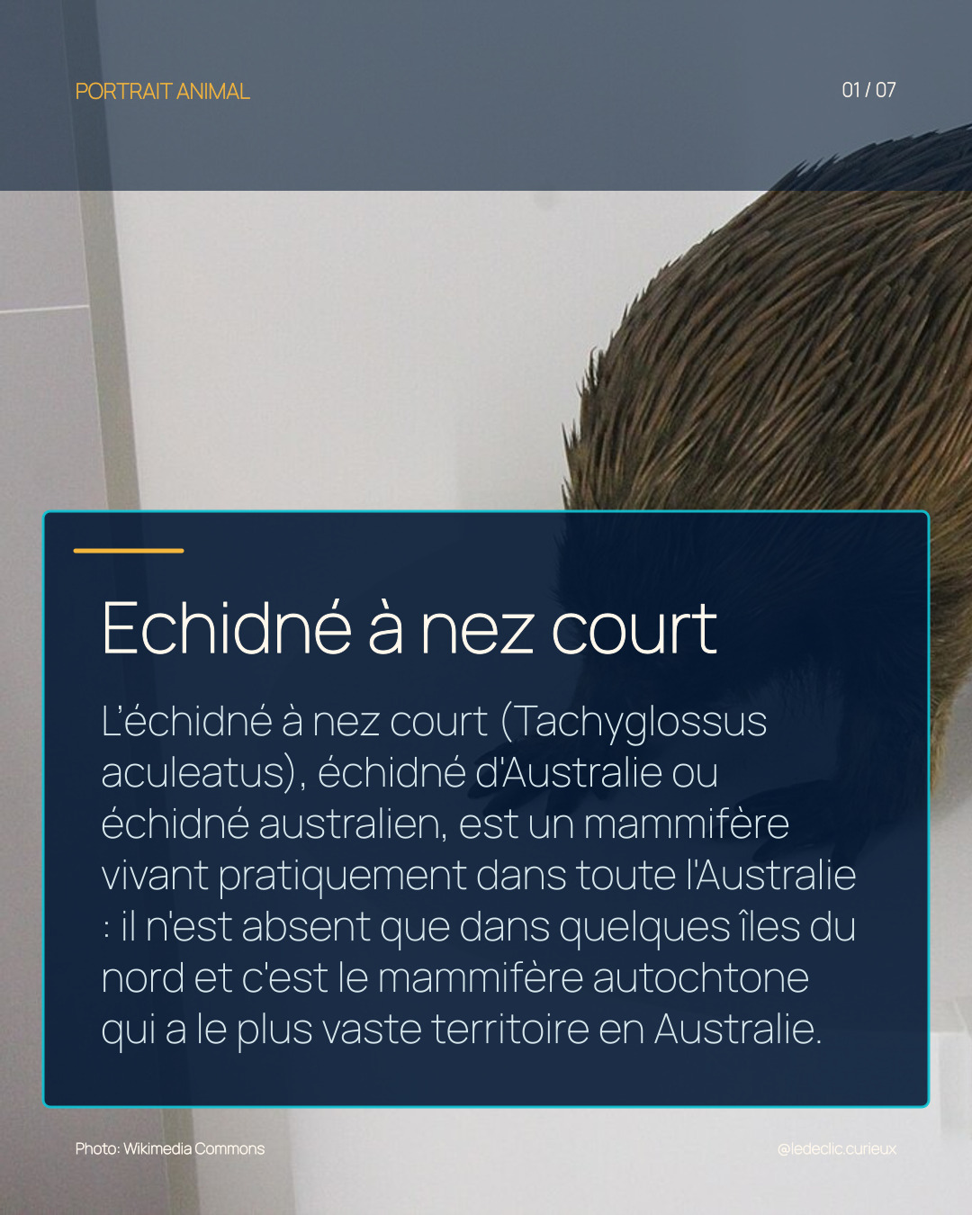 Echidné à nez court