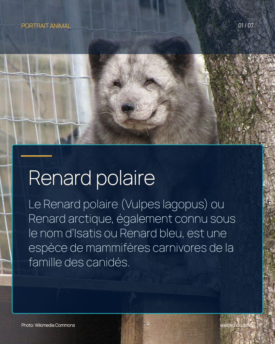 Renard polaire
