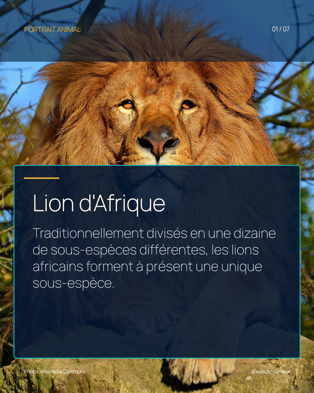 Lion d'Afrique