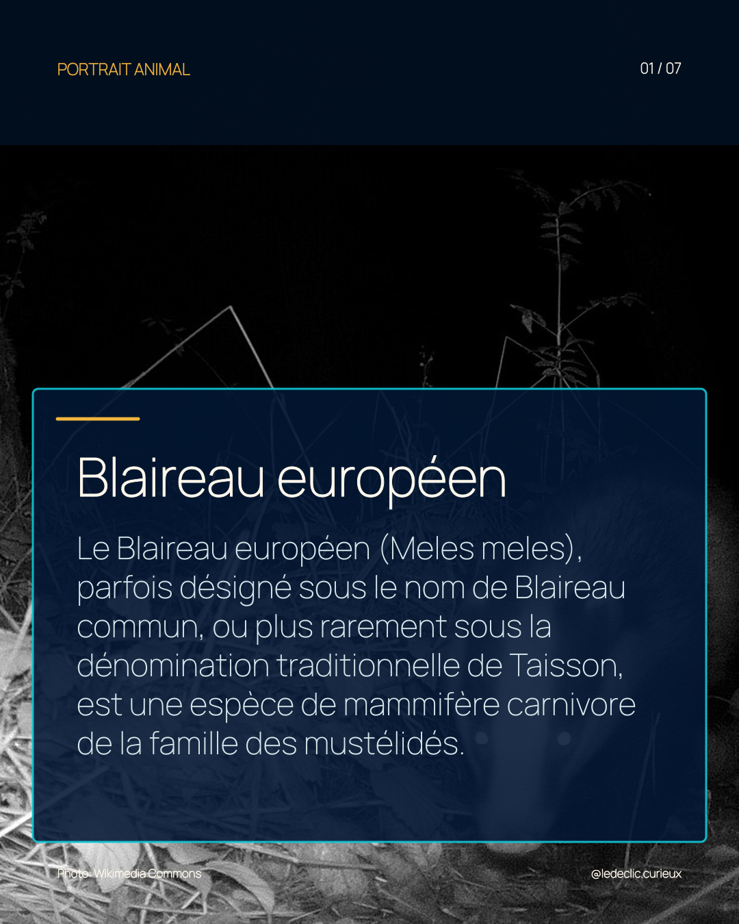 Blaireau européen