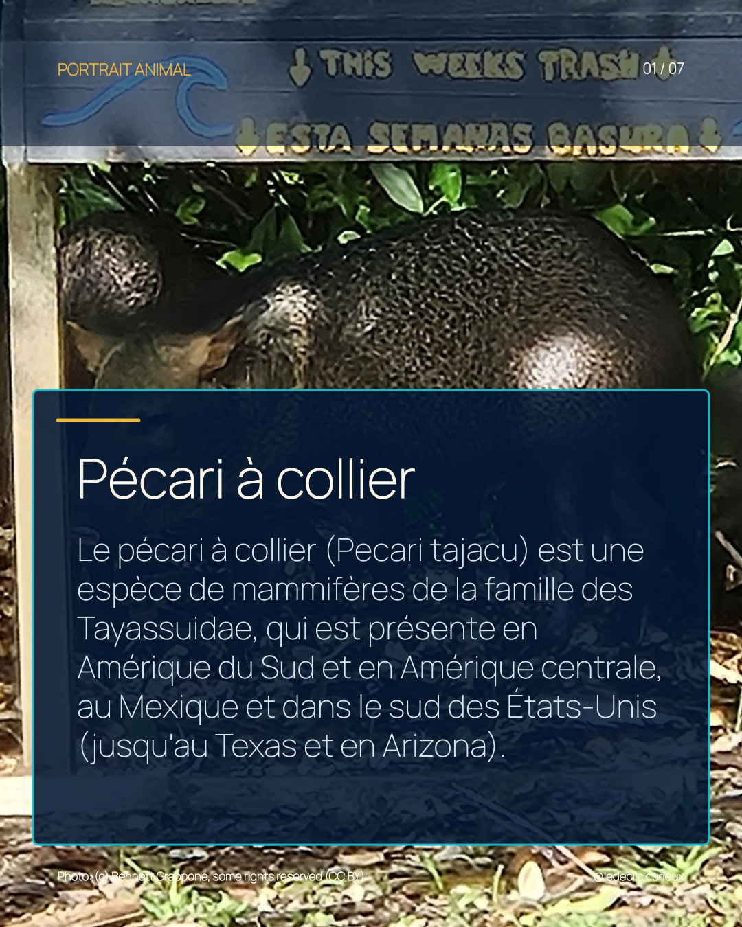 Pécari à collier
