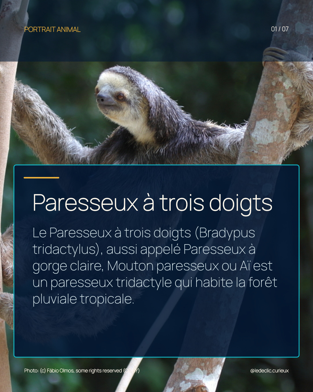 Paresseux à trois doigts