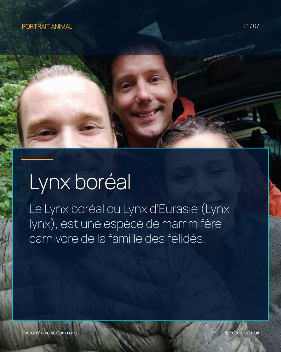 Lynx boréal
