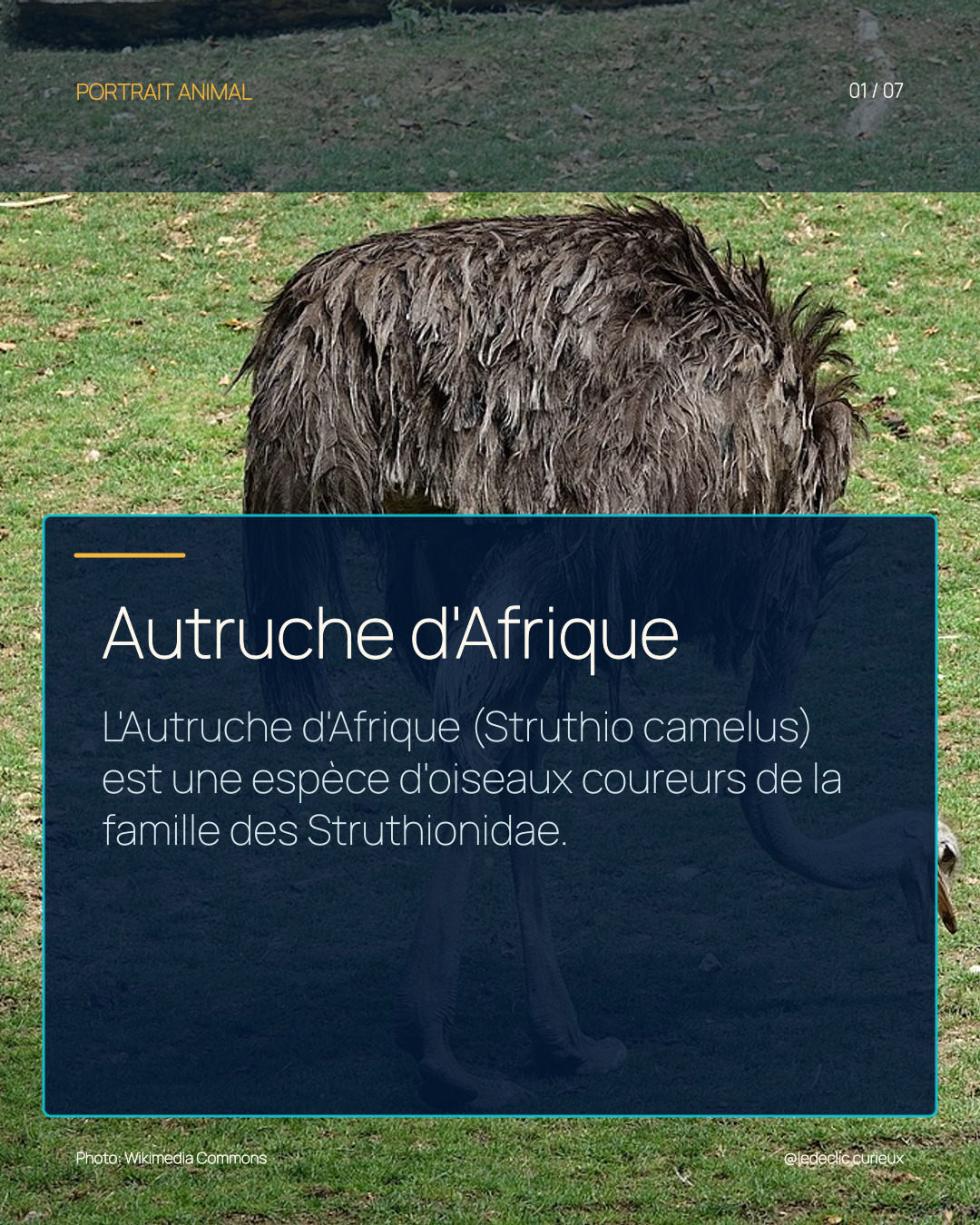 Autruche d'Afrique