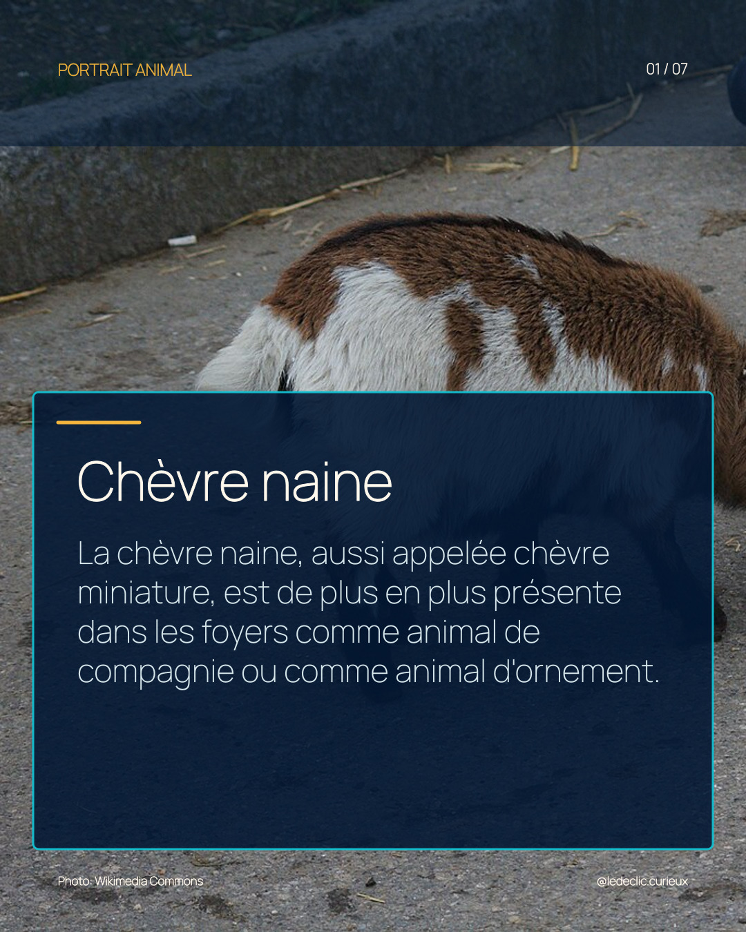 Chèvre naine