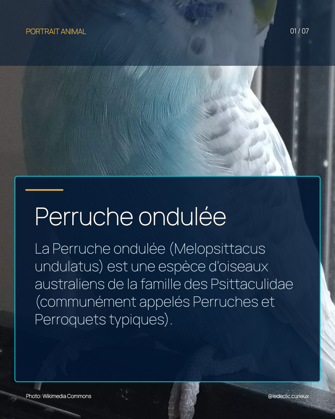 Perruche ondulée