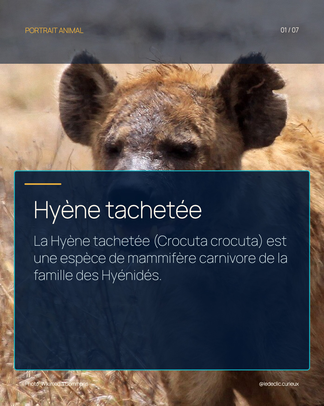 Hyène tachetée