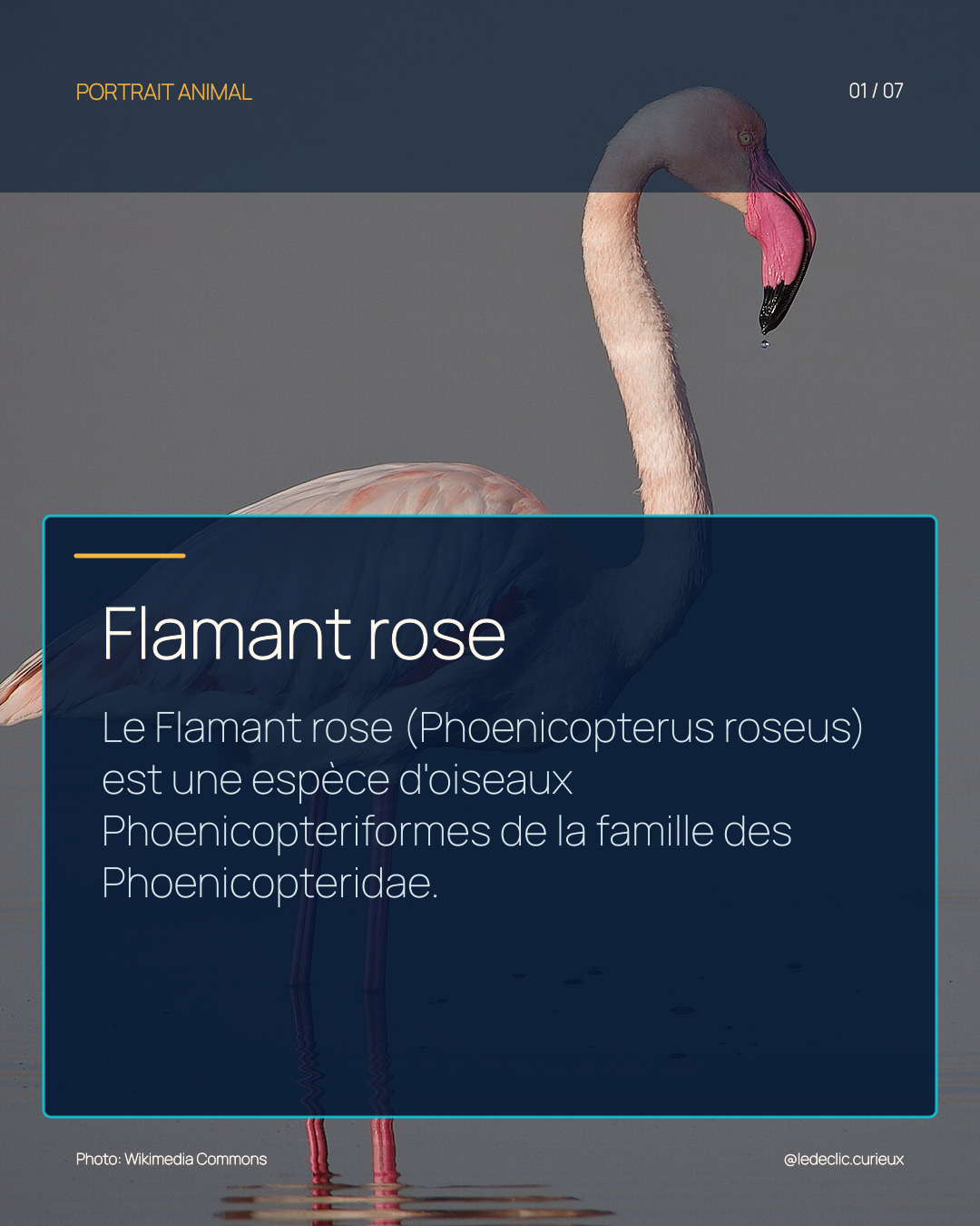 Flamant rose