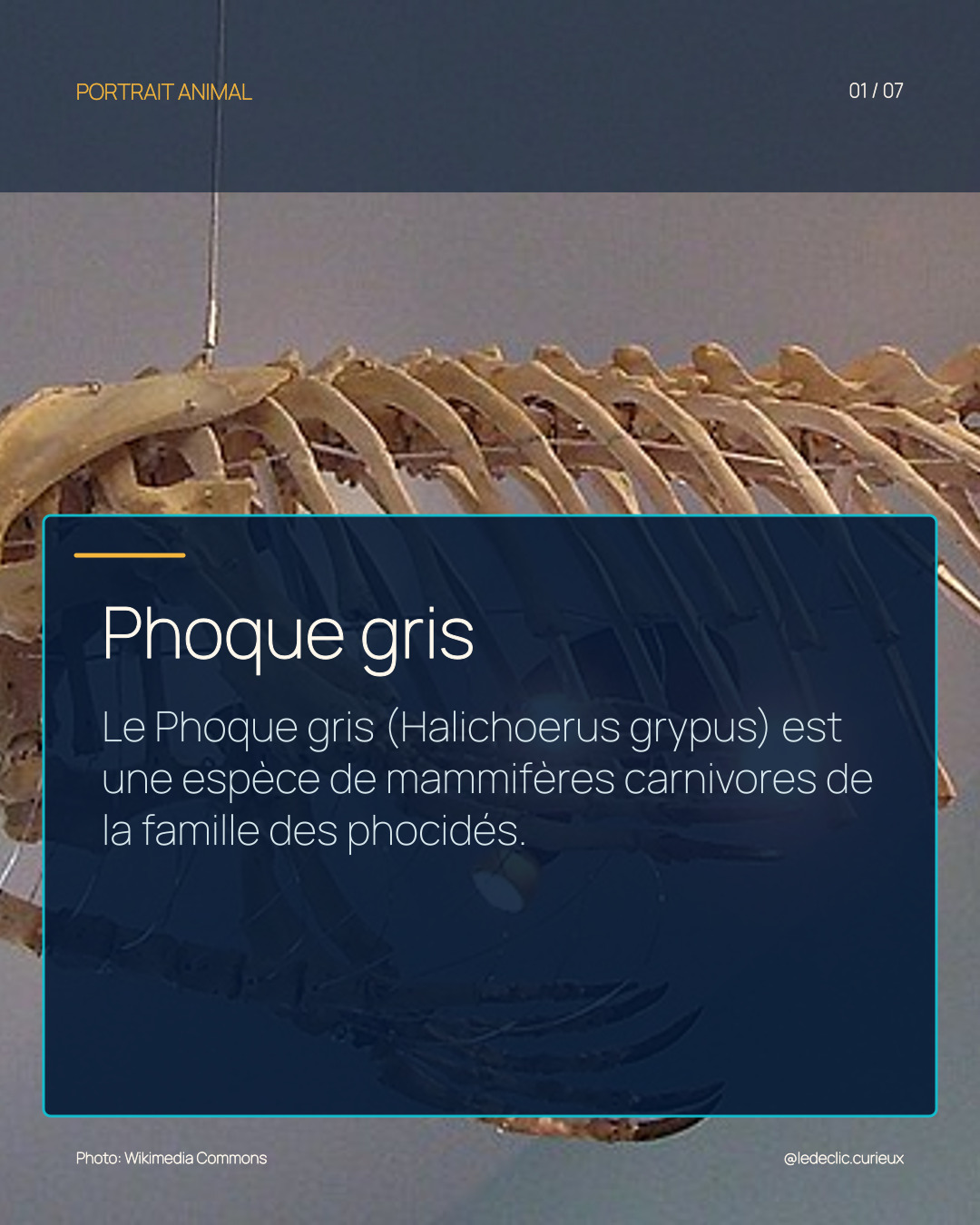 Phoque gris