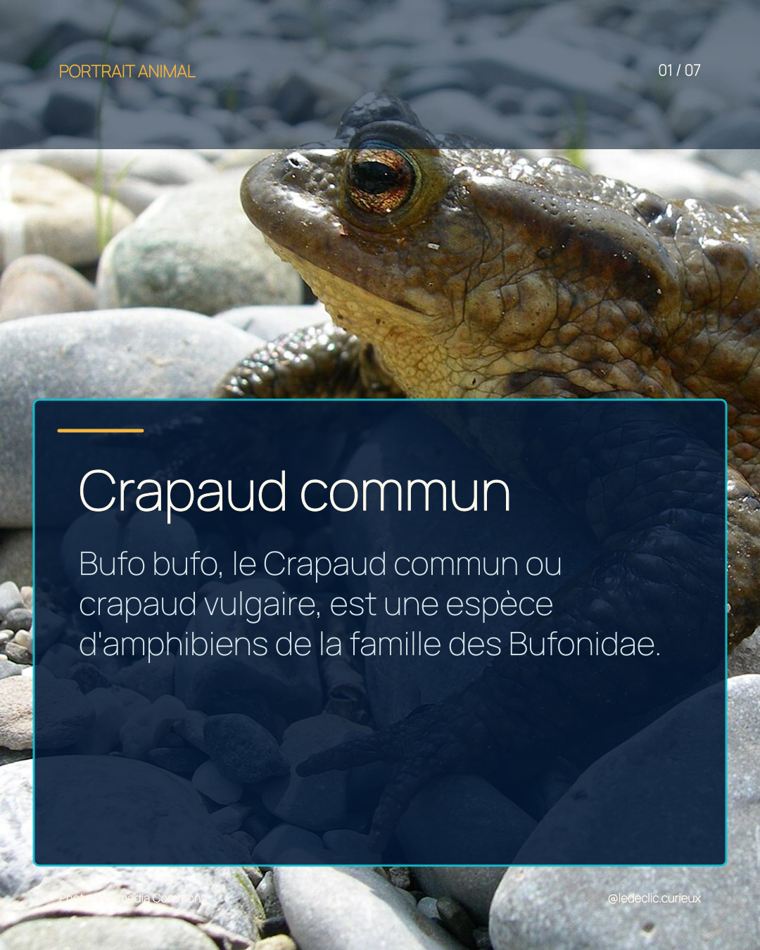 Crapaud commun
