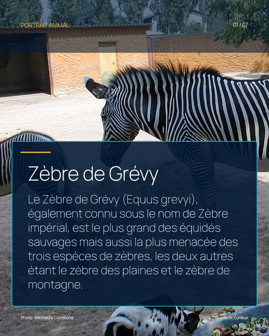 Zèbre de Grévy