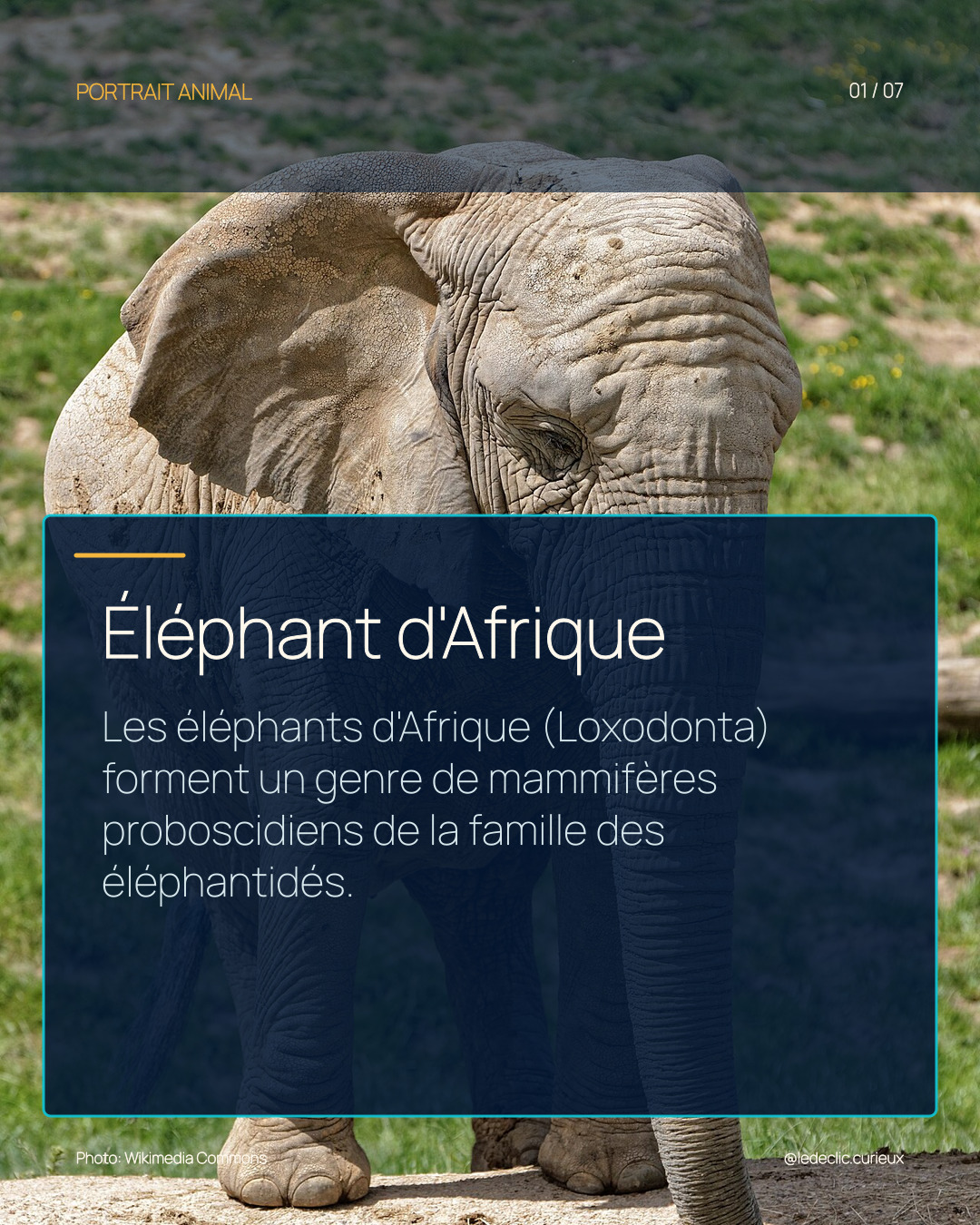 Éléphant d'Afrique