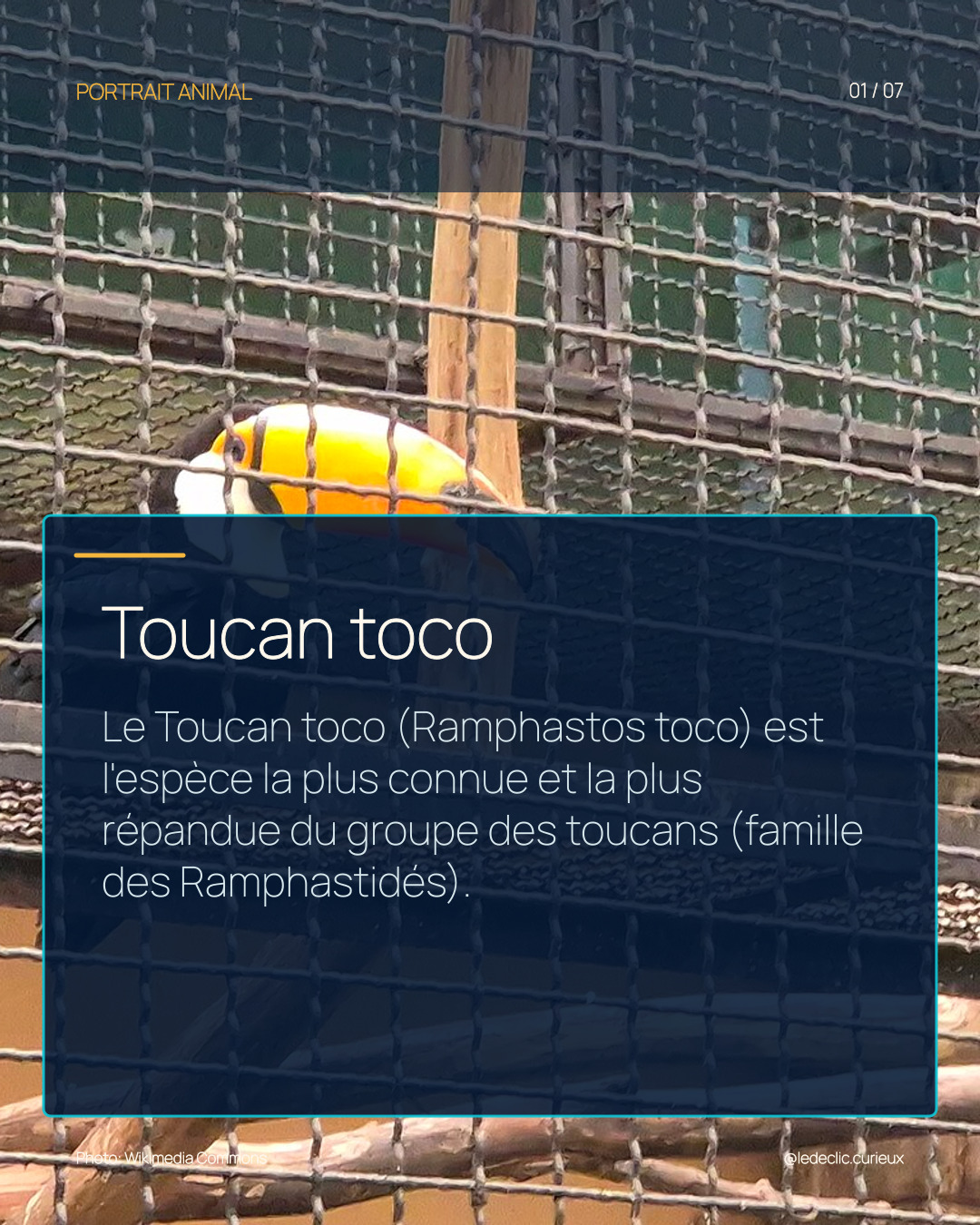 Toucan toco
