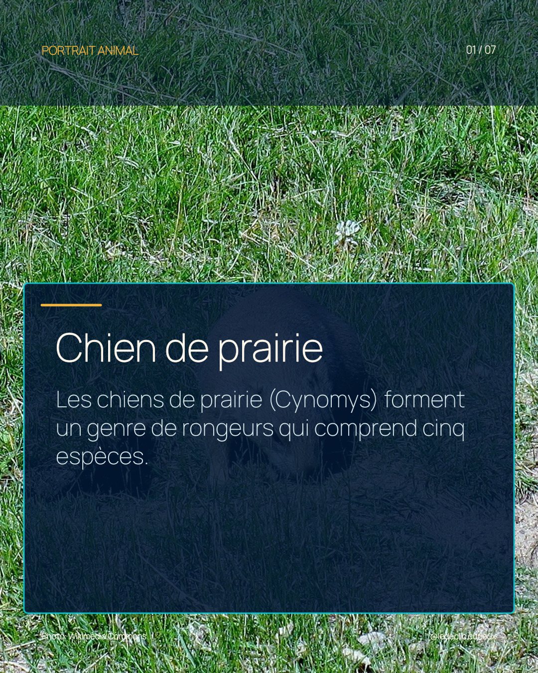 Chien de prairie