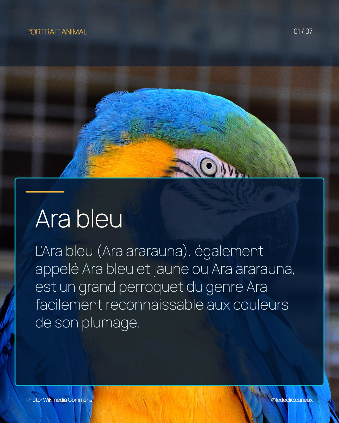 Ara bleu